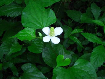 2 Loại Lá Trị Mụn Cám Cho Mùa Hè